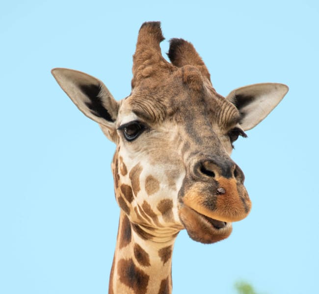 Cotswold Wildlife Park and Gardens